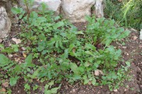 /album/fotogaleria-e-primavera-/rucula-a-jpg/
